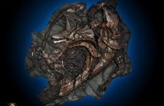 Stargate Fossil Replica