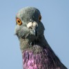 Zelenka's Pigeon